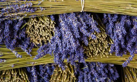 #4 | Lavender, Oaxaca, Distillations, and Delicious Things