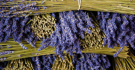 #4 | Lavender, Oaxaca, Distillations, and Delicious Things